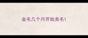 金毛几个月开始美毛