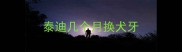 泰迪几个月换犬牙
