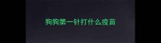 狗狗第一针打什么疫苗