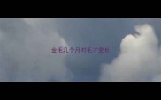 金毛几个月时毛才变长