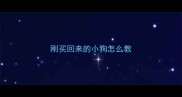 刚买回来的小狗怎么教