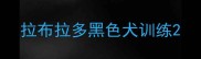 拉布拉多黑色犬训练