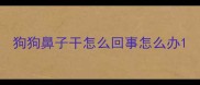 狗狗鼻子干怎么回事怎么办