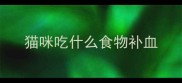 猫咪吃什么食物补血