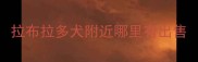 拉布拉多犬附近哪里有出售