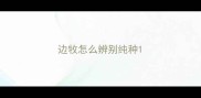 边牧怎么辨别纯种