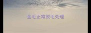 金毛正常脱毛处理