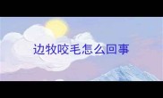 边牧咬毛怎么回事