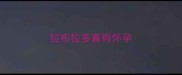 拉布拉多真假怀孕