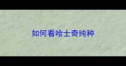 如何看哈士奇纯种