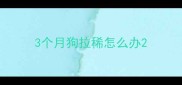 3个月狗拉稀怎么办