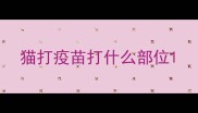 猫打疫苗打什么部位