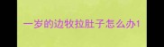 一岁的边牧拉肚子怎么办