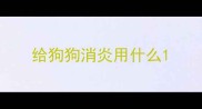 给狗狗消炎用什么