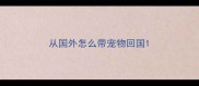 从国外怎么带宠物回国