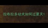 拉布拉多幼犬如何过夏天