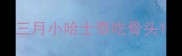 三月小哈士奇吃骨头