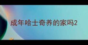 成年哈士奇养的家吗