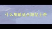 什么狗最适合陪哈士奇