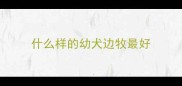 什么样的幼犬边牧最好