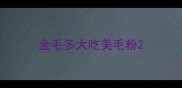 金毛多大吃美毛粉