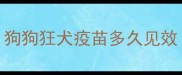 狗狗狂犬疫苗多久见效