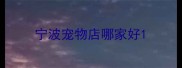 宁波宠物店哪家好