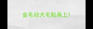 金毛幼犬毛贴身上
