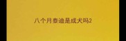 八个月泰迪是成犬吗