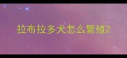 拉布拉多犬怎么繁殖