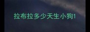 拉布拉多少天生小狗