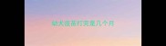 幼犬疫苗打完是几个月