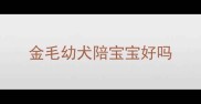 金毛幼犬陪宝宝好吗