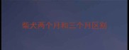 柴犬两个月和三个月区别