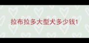 拉布拉多大型犬多少钱