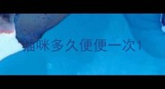 猫咪多久便便一次
