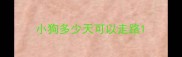 小狗多少天可以走路