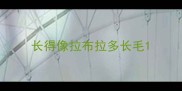 长得像拉布拉多长毛