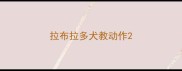拉布拉多犬教动作
