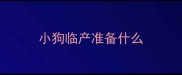 小狗临产准备什么