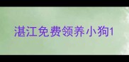 湛江免费领养小狗