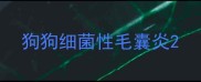 狗狗细菌性毛囊炎