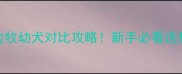 蝴蝶犬VS边牧幼犬对比攻略新手必看选狗避坑指南