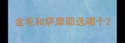 金毛和萨摩耶选哪个