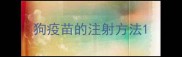 狗疫苗的注射方法
