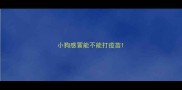 小狗感冒能不能打疫苗