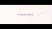 狗狗胰腺炎怎么治