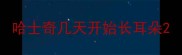 哈士奇几天开始长耳朵