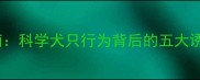 哈士奇咬人纠正指南科学犬只行为背后的五大诱因及专业训练方案