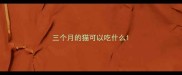 三个月的猫可以吃什么